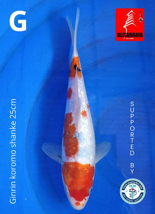 Lelang Koi Online, Jual Beli Ikan Koi, Pusat Jual Beli Koi, Info Lelang Koi Hari Ini, Platform Jual Beli Koi, Jual Beli Ikan Koi Online, Marketplace Ikan Koi, Jual Koi Terbaik, Tempat Beli Koi Berkualitas, Pasar Ikan Koi Online Terpercaya, Penjual Ikan Koi Terpercaya, Beli Koi Hias Online, Ikan Koi untuk Dijual, Koi Kualitas Terbaik, Toko Online Ikan Koi, Koi Hias Untuk Dijual, Jual Beli Ikan Koi Lokal, Koi Indonesia Online, Pusat Jual Beli Koi Terbesar