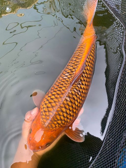 Lelang Koi Online, Jual Beli Ikan Koi, Pusat Jual Beli Koi, Info Lelang Koi Hari Ini, Platform Jual Beli Koi, Jual Beli Ikan Koi Online, Marketplace Ikan Koi, Jual Koi Terbaik, Tempat Beli Koi Berkualitas, Pasar Ikan Koi Online Terpercaya, Penjual Ikan Koi Terpercaya, Beli Koi Hias Online, Ikan Koi untuk Dijual, Koi Kualitas Terbaik, Toko Online Ikan Koi, Koi Hias Untuk Dijual, Jual Beli Ikan Koi Lokal, Koi Indonesia Online, Pusat Jual Beli Koi Terbesar