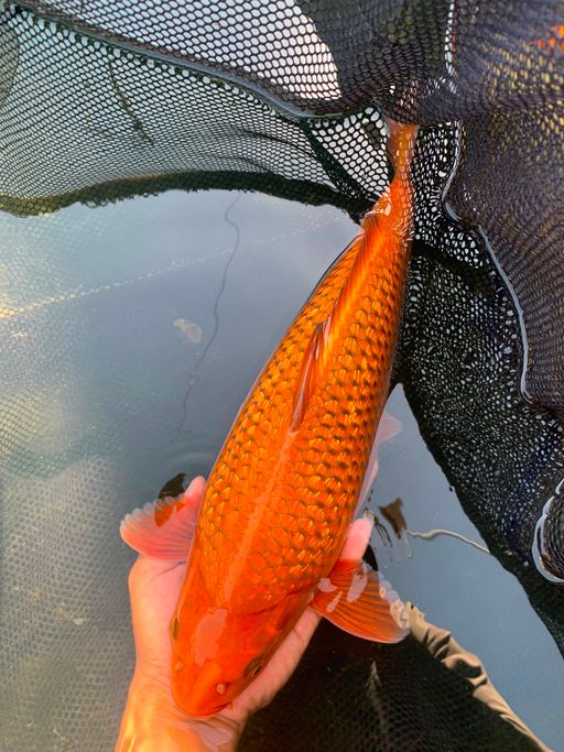 Lelang Koi Online, Jual Beli Ikan Koi, Pusat Jual Beli Koi, Info Lelang Koi Hari Ini, Platform Jual Beli Koi, Jual Beli Ikan Koi Online, Marketplace Ikan Koi, Jual Koi Terbaik, Tempat Beli Koi Berkualitas, Pasar Ikan Koi Online Terpercaya, Penjual Ikan Koi Terpercaya, Beli Koi Hias Online, Ikan Koi untuk Dijual, Koi Kualitas Terbaik, Toko Online Ikan Koi, Koi Hias Untuk Dijual, Jual Beli Ikan Koi Lokal, Koi Indonesia Online, Pusat Jual Beli Koi Terbesar