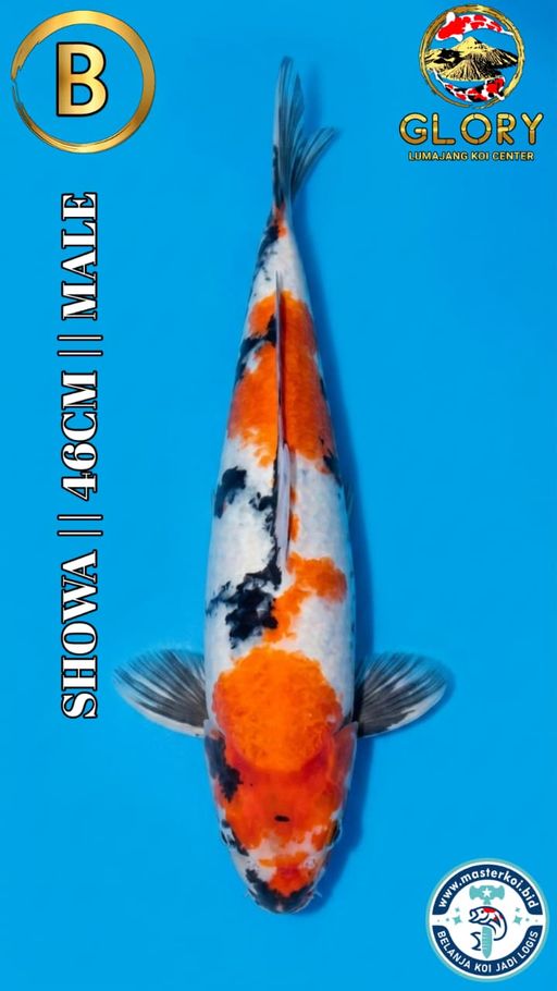 Lelang Koi Online, Jual Beli Ikan Koi, Pusat Jual Beli Koi, Info Lelang Koi Hari Ini, Platform Jual Beli Koi, Jual Beli Ikan Koi Online, Marketplace Ikan Koi, Jual Koi Terbaik, Tempat Beli Koi Berkualitas, Pasar Ikan Koi Online Terpercaya, Penjual Ikan Koi Terpercaya, Beli Koi Hias Online, Ikan Koi untuk Dijual, Koi Kualitas Terbaik, Toko Online Ikan Koi, Koi Hias Untuk Dijual, Jual Beli Ikan Koi Lokal, Koi Indonesia Online, Pusat Jual Beli Koi Terbesar