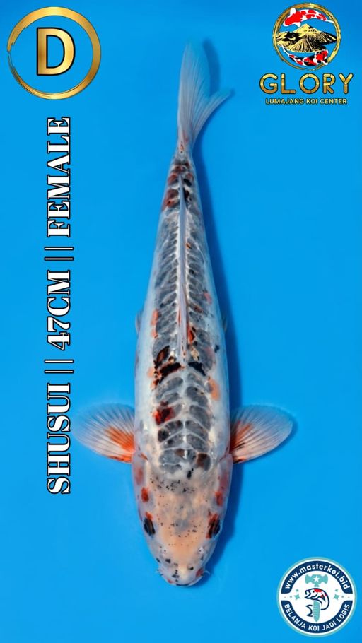 Lelang Koi Online, Jual Beli Ikan Koi, Pusat Jual Beli Koi, Info Lelang Koi Hari Ini, Platform Jual Beli Koi, Jual Beli Ikan Koi Online, Marketplace Ikan Koi, Jual Koi Terbaik, Tempat Beli Koi Berkualitas, Pasar Ikan Koi Online Terpercaya, Penjual Ikan Koi Terpercaya, Beli Koi Hias Online, Ikan Koi untuk Dijual, Koi Kualitas Terbaik, Toko Online Ikan Koi, Koi Hias Untuk Dijual, Jual Beli Ikan Koi Lokal, Koi Indonesia Online, Pusat Jual Beli Koi Terbesar