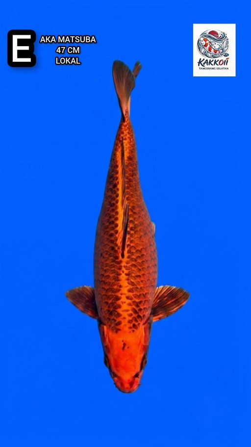 Lelang Koi Online, Jual Beli Ikan Koi, Pusat Jual Beli Koi, Info Lelang Koi Hari Ini, Platform Jual Beli Koi, Jual Beli Ikan Koi Online, Marketplace Ikan Koi, Jual Koi Terbaik, Tempat Beli Koi Berkualitas, Pasar Ikan Koi Online Terpercaya, Penjual Ikan Koi Terpercaya, Beli Koi Hias Online, Ikan Koi untuk Dijual, Koi Kualitas Terbaik, Toko Online Ikan Koi, Koi Hias Untuk Dijual, Jual Beli Ikan Koi Lokal, Koi Indonesia Online, Pusat Jual Beli Koi Terbesar