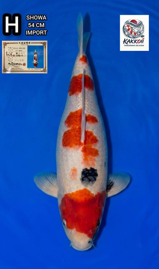 Lelang Koi Online, Jual Beli Ikan Koi, Pusat Jual Beli Koi, Info Lelang Koi Hari Ini, Platform Jual Beli Koi, Jual Beli Ikan Koi Online, Marketplace Ikan Koi, Jual Koi Terbaik, Tempat Beli Koi Berkualitas, Pasar Ikan Koi Online Terpercaya, Penjual Ikan Koi Terpercaya, Beli Koi Hias Online, Ikan Koi untuk Dijual, Koi Kualitas Terbaik, Toko Online Ikan Koi, Koi Hias Untuk Dijual, Jual Beli Ikan Koi Lokal, Koi Indonesia Online, Pusat Jual Beli Koi Terbesar