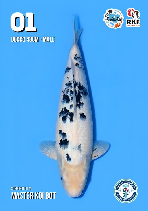Lelang Koi Online, Jual Beli Ikan Koi, Pusat Jual Beli Koi, Info Lelang Koi Hari Ini, Platform Jual Beli Koi, Jual Beli Ikan Koi Online, Marketplace Ikan Koi, Jual Koi Terbaik, Tempat Beli Koi Berkualitas, Pasar Ikan Koi Online Terpercaya, Penjual Ikan Koi Terpercaya, Beli Koi Hias Online, Ikan Koi untuk Dijual, Koi Kualitas Terbaik, Toko Online Ikan Koi, Koi Hias Untuk Dijual, Jual Beli Ikan Koi Lokal, Koi Indonesia Online, Pusat Jual Beli Koi Terbesar