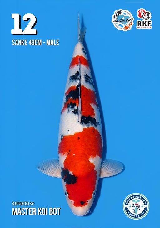 Lelang Koi Online, Jual Beli Ikan Koi, Pusat Jual Beli Koi, Info Lelang Koi Hari Ini, Platform Jual Beli Koi, Jual Beli Ikan Koi Online, Marketplace Ikan Koi, Jual Koi Terbaik, Tempat Beli Koi Berkualitas, Pasar Ikan Koi Online Terpercaya, Penjual Ikan Koi Terpercaya, Beli Koi Hias Online, Ikan Koi untuk Dijual, Koi Kualitas Terbaik, Toko Online Ikan Koi, Koi Hias Untuk Dijual, Jual Beli Ikan Koi Lokal, Koi Indonesia Online, Pusat Jual Beli Koi Terbesar