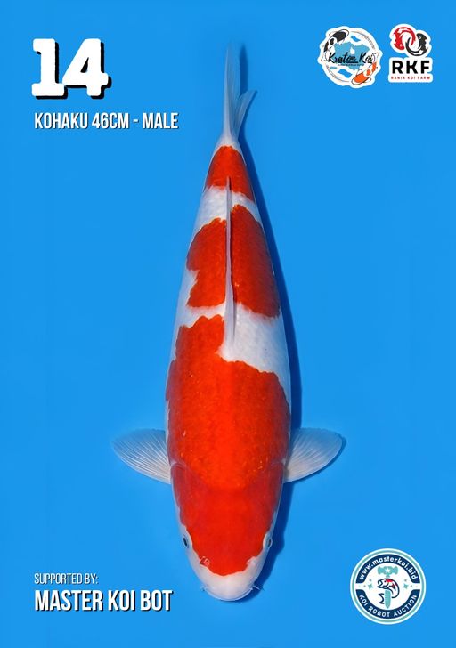 Lelang Koi Online, Jual Beli Ikan Koi, Pusat Jual Beli Koi, Info Lelang Koi Hari Ini, Platform Jual Beli Koi, Jual Beli Ikan Koi Online, Marketplace Ikan Koi, Jual Koi Terbaik, Tempat Beli Koi Berkualitas, Pasar Ikan Koi Online Terpercaya, Penjual Ikan Koi Terpercaya, Beli Koi Hias Online, Ikan Koi untuk Dijual, Koi Kualitas Terbaik, Toko Online Ikan Koi, Koi Hias Untuk Dijual, Jual Beli Ikan Koi Lokal, Koi Indonesia Online, Pusat Jual Beli Koi Terbesar
