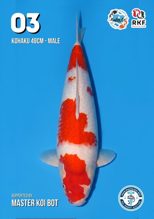 Lelang Koi Online, Jual Beli Ikan Koi, Pusat Jual Beli Koi, Info Lelang Koi Hari Ini, Platform Jual Beli Koi, Jual Beli Ikan Koi Online, Marketplace Ikan Koi, Jual Koi Terbaik, Tempat Beli Koi Berkualitas, Pasar Ikan Koi Online Terpercaya, Penjual Ikan Koi Terpercaya, Beli Koi Hias Online, Ikan Koi untuk Dijual, Koi Kualitas Terbaik, Toko Online Ikan Koi, Koi Hias Untuk Dijual, Jual Beli Ikan Koi Lokal, Koi Indonesia Online, Pusat Jual Beli Koi Terbesar