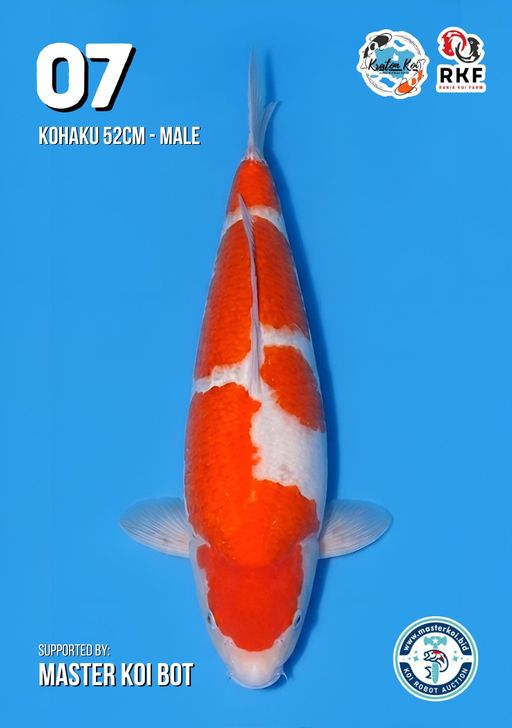 Lelang Koi Online, Jual Beli Ikan Koi, Pusat Jual Beli Koi, Info Lelang Koi Hari Ini, Platform Jual Beli Koi, Jual Beli Ikan Koi Online, Marketplace Ikan Koi, Jual Koi Terbaik, Tempat Beli Koi Berkualitas, Pasar Ikan Koi Online Terpercaya, Penjual Ikan Koi Terpercaya, Beli Koi Hias Online, Ikan Koi untuk Dijual, Koi Kualitas Terbaik, Toko Online Ikan Koi, Koi Hias Untuk Dijual, Jual Beli Ikan Koi Lokal, Koi Indonesia Online, Pusat Jual Beli Koi Terbesar