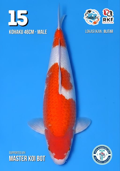 Lelang Koi Online, Jual Beli Ikan Koi, Pusat Jual Beli Koi, Info Lelang Koi Hari Ini, Platform Jual Beli Koi, Jual Beli Ikan Koi Online, Marketplace Ikan Koi, Jual Koi Terbaik, Tempat Beli Koi Berkualitas, Pasar Ikan Koi Online Terpercaya, Penjual Ikan Koi Terpercaya, Beli Koi Hias Online, Ikan Koi untuk Dijual, Koi Kualitas Terbaik, Toko Online Ikan Koi, Koi Hias Untuk Dijual, Jual Beli Ikan Koi Lokal, Koi Indonesia Online, Pusat Jual Beli Koi Terbesar