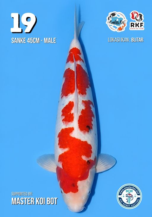 Lelang Koi Online, Jual Beli Ikan Koi, Pusat Jual Beli Koi, Info Lelang Koi Hari Ini, Platform Jual Beli Koi, Jual Beli Ikan Koi Online, Marketplace Ikan Koi, Jual Koi Terbaik, Tempat Beli Koi Berkualitas, Pasar Ikan Koi Online Terpercaya, Penjual Ikan Koi Terpercaya, Beli Koi Hias Online, Ikan Koi untuk Dijual, Koi Kualitas Terbaik, Toko Online Ikan Koi, Koi Hias Untuk Dijual, Jual Beli Ikan Koi Lokal, Koi Indonesia Online, Pusat Jual Beli Koi Terbesar