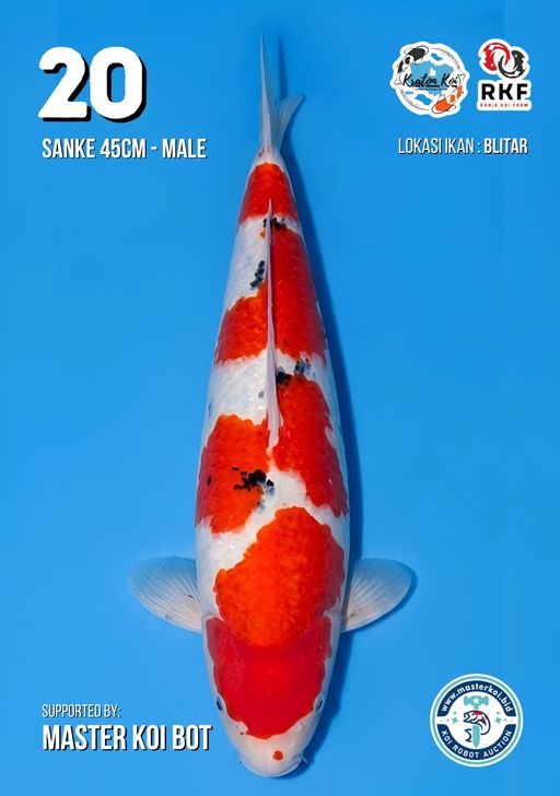Lelang Koi Online, Jual Beli Ikan Koi, Pusat Jual Beli Koi, Info Lelang Koi Hari Ini, Platform Jual Beli Koi, Jual Beli Ikan Koi Online, Marketplace Ikan Koi, Jual Koi Terbaik, Tempat Beli Koi Berkualitas, Pasar Ikan Koi Online Terpercaya, Penjual Ikan Koi Terpercaya, Beli Koi Hias Online, Ikan Koi untuk Dijual, Koi Kualitas Terbaik, Toko Online Ikan Koi, Koi Hias Untuk Dijual, Jual Beli Ikan Koi Lokal, Koi Indonesia Online, Pusat Jual Beli Koi Terbesar
