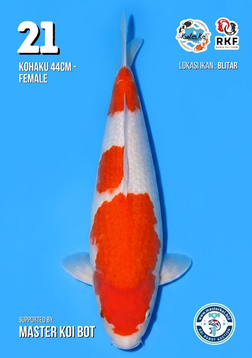 Lelang Koi Online, Jual Beli Ikan Koi, Pusat Jual Beli Koi, Info Lelang Koi Hari Ini, Platform Jual Beli Koi, Jual Beli Ikan Koi Online, Marketplace Ikan Koi, Jual Koi Terbaik, Tempat Beli Koi Berkualitas, Pasar Ikan Koi Online Terpercaya, Penjual Ikan Koi Terpercaya, Beli Koi Hias Online, Ikan Koi untuk Dijual, Koi Kualitas Terbaik, Toko Online Ikan Koi, Koi Hias Untuk Dijual, Jual Beli Ikan Koi Lokal, Koi Indonesia Online, Pusat Jual Beli Koi Terbesar