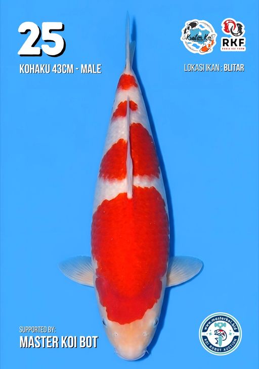 Lelang Koi Online, Jual Beli Ikan Koi, Pusat Jual Beli Koi, Info Lelang Koi Hari Ini, Platform Jual Beli Koi, Jual Beli Ikan Koi Online, Marketplace Ikan Koi, Jual Koi Terbaik, Tempat Beli Koi Berkualitas, Pasar Ikan Koi Online Terpercaya, Penjual Ikan Koi Terpercaya, Beli Koi Hias Online, Ikan Koi untuk Dijual, Koi Kualitas Terbaik, Toko Online Ikan Koi, Koi Hias Untuk Dijual, Jual Beli Ikan Koi Lokal, Koi Indonesia Online, Pusat Jual Beli Koi Terbesar