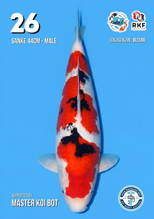 Lelang Koi Online, Jual Beli Ikan Koi, Pusat Jual Beli Koi, Info Lelang Koi Hari Ini, Platform Jual Beli Koi, Jual Beli Ikan Koi Online, Marketplace Ikan Koi, Jual Koi Terbaik, Tempat Beli Koi Berkualitas, Pasar Ikan Koi Online Terpercaya, Penjual Ikan Koi Terpercaya, Beli Koi Hias Online, Ikan Koi untuk Dijual, Koi Kualitas Terbaik, Toko Online Ikan Koi, Koi Hias Untuk Dijual, Jual Beli Ikan Koi Lokal, Koi Indonesia Online, Pusat Jual Beli Koi Terbesar