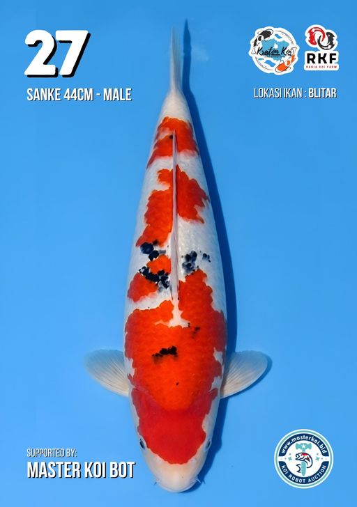 Lelang Koi Online, Jual Beli Ikan Koi, Pusat Jual Beli Koi, Info Lelang Koi Hari Ini, Platform Jual Beli Koi, Jual Beli Ikan Koi Online, Marketplace Ikan Koi, Jual Koi Terbaik, Tempat Beli Koi Berkualitas, Pasar Ikan Koi Online Terpercaya, Penjual Ikan Koi Terpercaya, Beli Koi Hias Online, Ikan Koi untuk Dijual, Koi Kualitas Terbaik, Toko Online Ikan Koi, Koi Hias Untuk Dijual, Jual Beli Ikan Koi Lokal, Koi Indonesia Online, Pusat Jual Beli Koi Terbesar