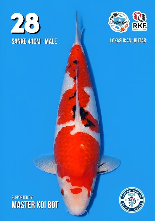 Lelang Koi Online, Jual Beli Ikan Koi, Pusat Jual Beli Koi, Info Lelang Koi Hari Ini, Platform Jual Beli Koi, Jual Beli Ikan Koi Online, Marketplace Ikan Koi, Jual Koi Terbaik, Tempat Beli Koi Berkualitas, Pasar Ikan Koi Online Terpercaya, Penjual Ikan Koi Terpercaya, Beli Koi Hias Online, Ikan Koi untuk Dijual, Koi Kualitas Terbaik, Toko Online Ikan Koi, Koi Hias Untuk Dijual, Jual Beli Ikan Koi Lokal, Koi Indonesia Online, Pusat Jual Beli Koi Terbesar