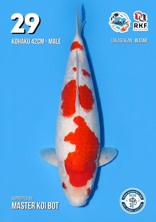 Lelang Koi Online, Jual Beli Ikan Koi, Pusat Jual Beli Koi, Info Lelang Koi Hari Ini, Platform Jual Beli Koi, Jual Beli Ikan Koi Online, Marketplace Ikan Koi, Jual Koi Terbaik, Tempat Beli Koi Berkualitas, Pasar Ikan Koi Online Terpercaya, Penjual Ikan Koi Terpercaya, Beli Koi Hias Online, Ikan Koi untuk Dijual, Koi Kualitas Terbaik, Toko Online Ikan Koi, Koi Hias Untuk Dijual, Jual Beli Ikan Koi Lokal, Koi Indonesia Online, Pusat Jual Beli Koi Terbesar
