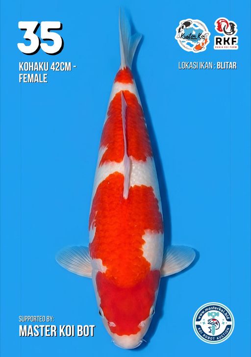 Lelang Koi Online, Jual Beli Ikan Koi, Pusat Jual Beli Koi, Info Lelang Koi Hari Ini, Platform Jual Beli Koi, Jual Beli Ikan Koi Online, Marketplace Ikan Koi, Jual Koi Terbaik, Tempat Beli Koi Berkualitas, Pasar Ikan Koi Online Terpercaya, Penjual Ikan Koi Terpercaya, Beli Koi Hias Online, Ikan Koi untuk Dijual, Koi Kualitas Terbaik, Toko Online Ikan Koi, Koi Hias Untuk Dijual, Jual Beli Ikan Koi Lokal, Koi Indonesia Online, Pusat Jual Beli Koi Terbesar