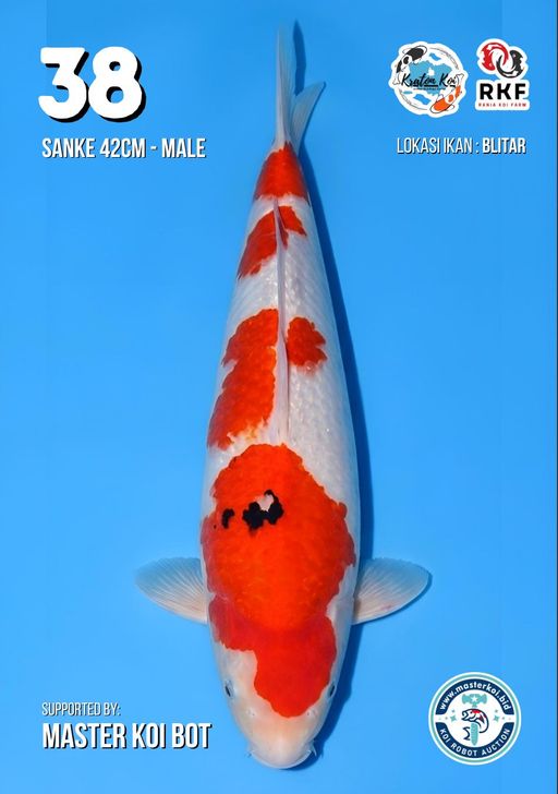 Lelang Koi Online, Jual Beli Ikan Koi, Pusat Jual Beli Koi, Info Lelang Koi Hari Ini, Platform Jual Beli Koi, Jual Beli Ikan Koi Online, Marketplace Ikan Koi, Jual Koi Terbaik, Tempat Beli Koi Berkualitas, Pasar Ikan Koi Online Terpercaya, Penjual Ikan Koi Terpercaya, Beli Koi Hias Online, Ikan Koi untuk Dijual, Koi Kualitas Terbaik, Toko Online Ikan Koi, Koi Hias Untuk Dijual, Jual Beli Ikan Koi Lokal, Koi Indonesia Online, Pusat Jual Beli Koi Terbesar