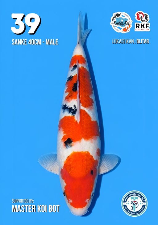Lelang Koi Online, Jual Beli Ikan Koi, Pusat Jual Beli Koi, Info Lelang Koi Hari Ini, Platform Jual Beli Koi, Jual Beli Ikan Koi Online, Marketplace Ikan Koi, Jual Koi Terbaik, Tempat Beli Koi Berkualitas, Pasar Ikan Koi Online Terpercaya, Penjual Ikan Koi Terpercaya, Beli Koi Hias Online, Ikan Koi untuk Dijual, Koi Kualitas Terbaik, Toko Online Ikan Koi, Koi Hias Untuk Dijual, Jual Beli Ikan Koi Lokal, Koi Indonesia Online, Pusat Jual Beli Koi Terbesar