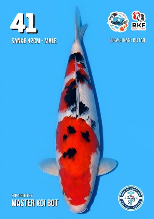Lelang Koi Online, Jual Beli Ikan Koi, Pusat Jual Beli Koi, Info Lelang Koi Hari Ini, Platform Jual Beli Koi, Jual Beli Ikan Koi Online, Marketplace Ikan Koi, Jual Koi Terbaik, Tempat Beli Koi Berkualitas, Pasar Ikan Koi Online Terpercaya, Penjual Ikan Koi Terpercaya, Beli Koi Hias Online, Ikan Koi untuk Dijual, Koi Kualitas Terbaik, Toko Online Ikan Koi, Koi Hias Untuk Dijual, Jual Beli Ikan Koi Lokal, Koi Indonesia Online, Pusat Jual Beli Koi Terbesar