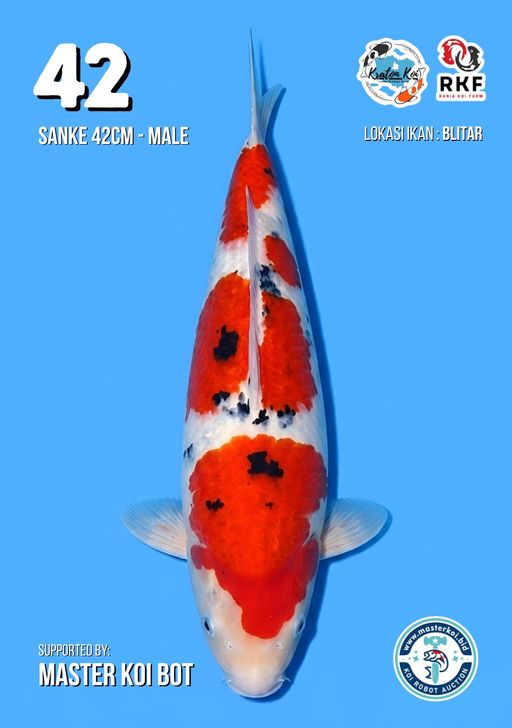 Lelang Koi Online, Jual Beli Ikan Koi, Pusat Jual Beli Koi, Info Lelang Koi Hari Ini, Platform Jual Beli Koi, Jual Beli Ikan Koi Online, Marketplace Ikan Koi, Jual Koi Terbaik, Tempat Beli Koi Berkualitas, Pasar Ikan Koi Online Terpercaya, Penjual Ikan Koi Terpercaya, Beli Koi Hias Online, Ikan Koi untuk Dijual, Koi Kualitas Terbaik, Toko Online Ikan Koi, Koi Hias Untuk Dijual, Jual Beli Ikan Koi Lokal, Koi Indonesia Online, Pusat Jual Beli Koi Terbesar