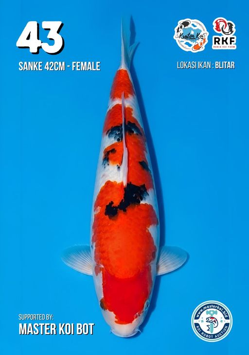 Lelang Koi Online, Jual Beli Ikan Koi, Pusat Jual Beli Koi, Info Lelang Koi Hari Ini, Platform Jual Beli Koi, Jual Beli Ikan Koi Online, Marketplace Ikan Koi, Jual Koi Terbaik, Tempat Beli Koi Berkualitas, Pasar Ikan Koi Online Terpercaya, Penjual Ikan Koi Terpercaya, Beli Koi Hias Online, Ikan Koi untuk Dijual, Koi Kualitas Terbaik, Toko Online Ikan Koi, Koi Hias Untuk Dijual, Jual Beli Ikan Koi Lokal, Koi Indonesia Online, Pusat Jual Beli Koi Terbesar