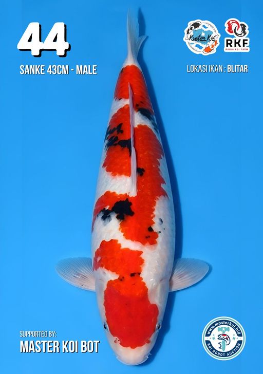 Lelang Koi Online, Jual Beli Ikan Koi, Pusat Jual Beli Koi, Info Lelang Koi Hari Ini, Platform Jual Beli Koi, Jual Beli Ikan Koi Online, Marketplace Ikan Koi, Jual Koi Terbaik, Tempat Beli Koi Berkualitas, Pasar Ikan Koi Online Terpercaya, Penjual Ikan Koi Terpercaya, Beli Koi Hias Online, Ikan Koi untuk Dijual, Koi Kualitas Terbaik, Toko Online Ikan Koi, Koi Hias Untuk Dijual, Jual Beli Ikan Koi Lokal, Koi Indonesia Online, Pusat Jual Beli Koi Terbesar