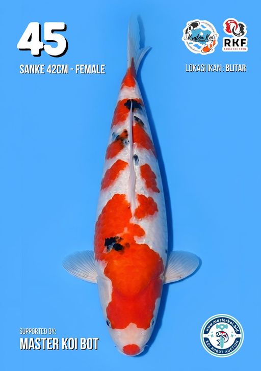 Lelang Koi Online, Jual Beli Ikan Koi, Pusat Jual Beli Koi, Info Lelang Koi Hari Ini, Platform Jual Beli Koi, Jual Beli Ikan Koi Online, Marketplace Ikan Koi, Jual Koi Terbaik, Tempat Beli Koi Berkualitas, Pasar Ikan Koi Online Terpercaya, Penjual Ikan Koi Terpercaya, Beli Koi Hias Online, Ikan Koi untuk Dijual, Koi Kualitas Terbaik, Toko Online Ikan Koi, Koi Hias Untuk Dijual, Jual Beli Ikan Koi Lokal, Koi Indonesia Online, Pusat Jual Beli Koi Terbesar
