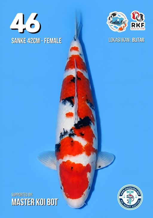 Lelang Koi Online, Jual Beli Ikan Koi, Pusat Jual Beli Koi, Info Lelang Koi Hari Ini, Platform Jual Beli Koi, Jual Beli Ikan Koi Online, Marketplace Ikan Koi, Jual Koi Terbaik, Tempat Beli Koi Berkualitas, Pasar Ikan Koi Online Terpercaya, Penjual Ikan Koi Terpercaya, Beli Koi Hias Online, Ikan Koi untuk Dijual, Koi Kualitas Terbaik, Toko Online Ikan Koi, Koi Hias Untuk Dijual, Jual Beli Ikan Koi Lokal, Koi Indonesia Online, Pusat Jual Beli Koi Terbesar