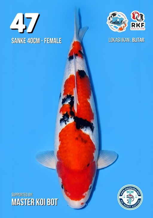Lelang Koi Online, Jual Beli Ikan Koi, Pusat Jual Beli Koi, Info Lelang Koi Hari Ini, Platform Jual Beli Koi, Jual Beli Ikan Koi Online, Marketplace Ikan Koi, Jual Koi Terbaik, Tempat Beli Koi Berkualitas, Pasar Ikan Koi Online Terpercaya, Penjual Ikan Koi Terpercaya, Beli Koi Hias Online, Ikan Koi untuk Dijual, Koi Kualitas Terbaik, Toko Online Ikan Koi, Koi Hias Untuk Dijual, Jual Beli Ikan Koi Lokal, Koi Indonesia Online, Pusat Jual Beli Koi Terbesar