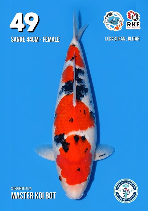 Lelang Koi Online, Jual Beli Ikan Koi, Pusat Jual Beli Koi, Info Lelang Koi Hari Ini, Platform Jual Beli Koi, Jual Beli Ikan Koi Online, Marketplace Ikan Koi, Jual Koi Terbaik, Tempat Beli Koi Berkualitas, Pasar Ikan Koi Online Terpercaya, Penjual Ikan Koi Terpercaya, Beli Koi Hias Online, Ikan Koi untuk Dijual, Koi Kualitas Terbaik, Toko Online Ikan Koi, Koi Hias Untuk Dijual, Jual Beli Ikan Koi Lokal, Koi Indonesia Online, Pusat Jual Beli Koi Terbesar