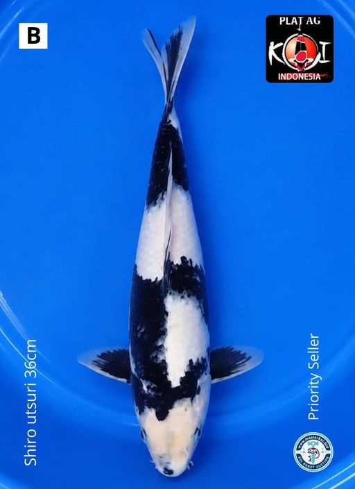 Lelang Koi Online, Jual Beli Ikan Koi, Pusat Jual Beli Koi, Info Lelang Koi Hari Ini, Platform Jual Beli Koi, Jual Beli Ikan Koi Online, Marketplace Ikan Koi, Jual Koi Terbaik, Tempat Beli Koi Berkualitas, Pasar Ikan Koi Online Terpercaya, Penjual Ikan Koi Terpercaya, Beli Koi Hias Online, Ikan Koi untuk Dijual, Koi Kualitas Terbaik, Toko Online Ikan Koi, Koi Hias Untuk Dijual, Jual Beli Ikan Koi Lokal, Koi Indonesia Online, Pusat Jual Beli Koi Terbesar
