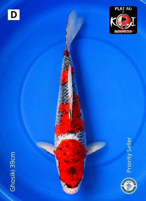 Lelang Koi Online, Jual Beli Ikan Koi, Pusat Jual Beli Koi, Info Lelang Koi Hari Ini, Platform Jual Beli Koi, Jual Beli Ikan Koi Online, Marketplace Ikan Koi, Jual Koi Terbaik, Tempat Beli Koi Berkualitas, Pasar Ikan Koi Online Terpercaya, Penjual Ikan Koi Terpercaya, Beli Koi Hias Online, Ikan Koi untuk Dijual, Koi Kualitas Terbaik, Toko Online Ikan Koi, Koi Hias Untuk Dijual, Jual Beli Ikan Koi Lokal, Koi Indonesia Online, Pusat Jual Beli Koi Terbesar