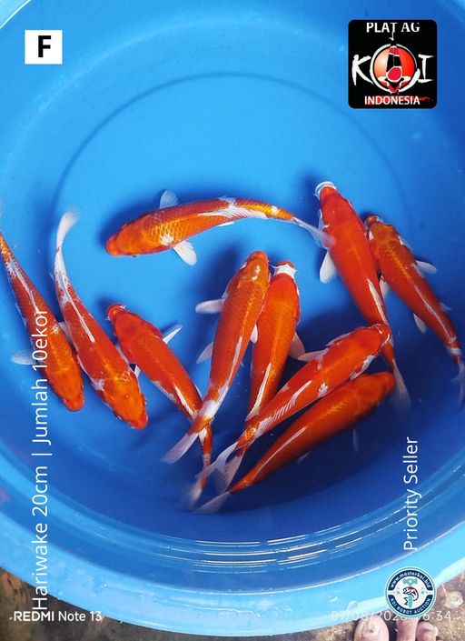Lelang Koi Online, Jual Beli Ikan Koi, Pusat Jual Beli Koi, Info Lelang Koi Hari Ini, Platform Jual Beli Koi, Jual Beli Ikan Koi Online, Marketplace Ikan Koi, Jual Koi Terbaik, Tempat Beli Koi Berkualitas, Pasar Ikan Koi Online Terpercaya, Penjual Ikan Koi Terpercaya, Beli Koi Hias Online, Ikan Koi untuk Dijual, Koi Kualitas Terbaik, Toko Online Ikan Koi, Koi Hias Untuk Dijual, Jual Beli Ikan Koi Lokal, Koi Indonesia Online, Pusat Jual Beli Koi Terbesar