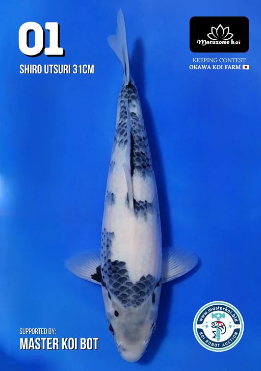 Lelang Koi Online, Jual Beli Ikan Koi, Pusat Jual Beli Koi, Info Lelang Koi Hari Ini, Platform Jual Beli Koi, Jual Beli Ikan Koi Online, Marketplace Ikan Koi, Jual Koi Terbaik, Tempat Beli Koi Berkualitas, Pasar Ikan Koi Online Terpercaya, Penjual Ikan Koi Terpercaya, Beli Koi Hias Online, Ikan Koi untuk Dijual, Koi Kualitas Terbaik, Toko Online Ikan Koi, Koi Hias Untuk Dijual, Jual Beli Ikan Koi Lokal, Koi Indonesia Online, Pusat Jual Beli Koi Terbesar