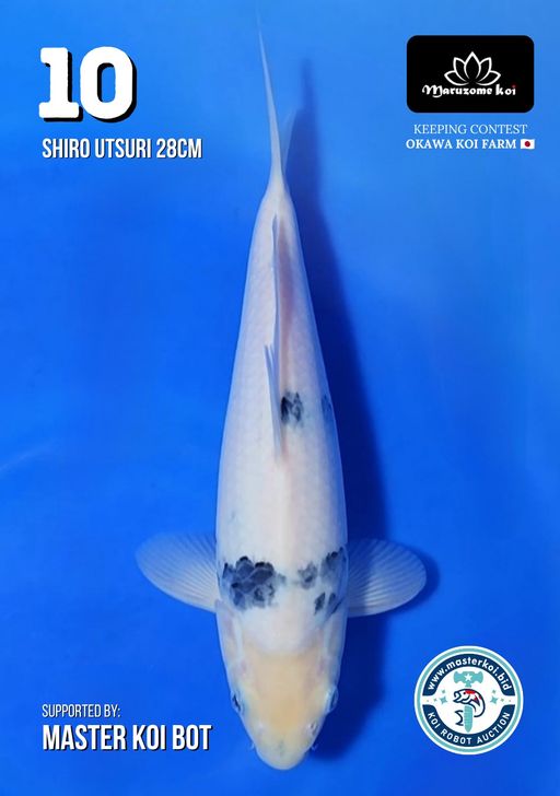 Lelang Koi Online, Jual Beli Ikan Koi, Pusat Jual Beli Koi, Info Lelang Koi Hari Ini, Platform Jual Beli Koi, Jual Beli Ikan Koi Online, Marketplace Ikan Koi, Jual Koi Terbaik, Tempat Beli Koi Berkualitas, Pasar Ikan Koi Online Terpercaya, Penjual Ikan Koi Terpercaya, Beli Koi Hias Online, Ikan Koi untuk Dijual, Koi Kualitas Terbaik, Toko Online Ikan Koi, Koi Hias Untuk Dijual, Jual Beli Ikan Koi Lokal, Koi Indonesia Online, Pusat Jual Beli Koi Terbesar