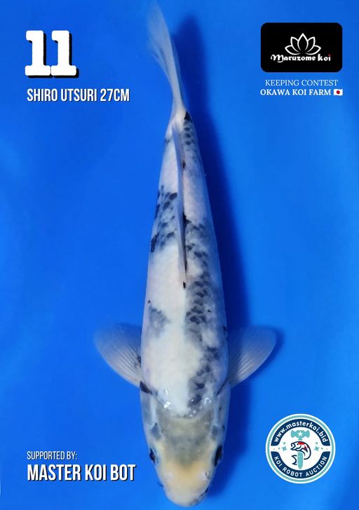 Lelang Koi Online, Jual Beli Ikan Koi, Pusat Jual Beli Koi, Info Lelang Koi Hari Ini, Platform Jual Beli Koi, Jual Beli Ikan Koi Online, Marketplace Ikan Koi, Jual Koi Terbaik, Tempat Beli Koi Berkualitas, Pasar Ikan Koi Online Terpercaya, Penjual Ikan Koi Terpercaya, Beli Koi Hias Online, Ikan Koi untuk Dijual, Koi Kualitas Terbaik, Toko Online Ikan Koi, Koi Hias Untuk Dijual, Jual Beli Ikan Koi Lokal, Koi Indonesia Online, Pusat Jual Beli Koi Terbesar