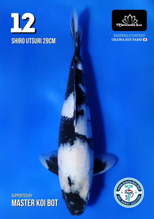 Lelang Koi Online, Jual Beli Ikan Koi, Pusat Jual Beli Koi, Info Lelang Koi Hari Ini, Platform Jual Beli Koi, Jual Beli Ikan Koi Online, Marketplace Ikan Koi, Jual Koi Terbaik, Tempat Beli Koi Berkualitas, Pasar Ikan Koi Online Terpercaya, Penjual Ikan Koi Terpercaya, Beli Koi Hias Online, Ikan Koi untuk Dijual, Koi Kualitas Terbaik, Toko Online Ikan Koi, Koi Hias Untuk Dijual, Jual Beli Ikan Koi Lokal, Koi Indonesia Online, Pusat Jual Beli Koi Terbesar