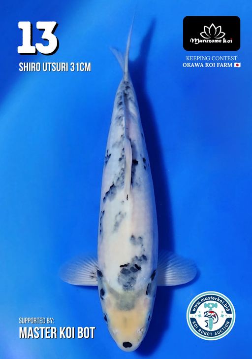 Lelang Koi Online, Jual Beli Ikan Koi, Pusat Jual Beli Koi, Info Lelang Koi Hari Ini, Platform Jual Beli Koi, Jual Beli Ikan Koi Online, Marketplace Ikan Koi, Jual Koi Terbaik, Tempat Beli Koi Berkualitas, Pasar Ikan Koi Online Terpercaya, Penjual Ikan Koi Terpercaya, Beli Koi Hias Online, Ikan Koi untuk Dijual, Koi Kualitas Terbaik, Toko Online Ikan Koi, Koi Hias Untuk Dijual, Jual Beli Ikan Koi Lokal, Koi Indonesia Online, Pusat Jual Beli Koi Terbesar