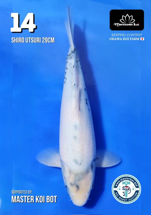 Lelang Koi Online, Jual Beli Ikan Koi, Pusat Jual Beli Koi, Info Lelang Koi Hari Ini, Platform Jual Beli Koi, Jual Beli Ikan Koi Online, Marketplace Ikan Koi, Jual Koi Terbaik, Tempat Beli Koi Berkualitas, Pasar Ikan Koi Online Terpercaya, Penjual Ikan Koi Terpercaya, Beli Koi Hias Online, Ikan Koi untuk Dijual, Koi Kualitas Terbaik, Toko Online Ikan Koi, Koi Hias Untuk Dijual, Jual Beli Ikan Koi Lokal, Koi Indonesia Online, Pusat Jual Beli Koi Terbesar