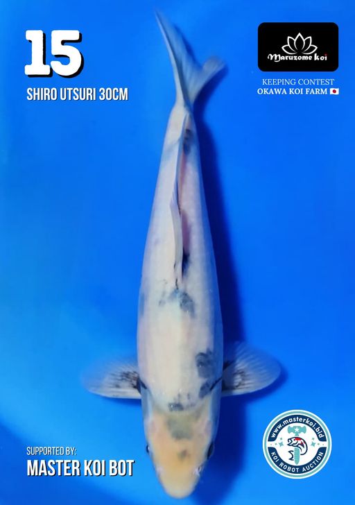 Lelang Koi Online, Jual Beli Ikan Koi, Pusat Jual Beli Koi, Info Lelang Koi Hari Ini, Platform Jual Beli Koi, Jual Beli Ikan Koi Online, Marketplace Ikan Koi, Jual Koi Terbaik, Tempat Beli Koi Berkualitas, Pasar Ikan Koi Online Terpercaya, Penjual Ikan Koi Terpercaya, Beli Koi Hias Online, Ikan Koi untuk Dijual, Koi Kualitas Terbaik, Toko Online Ikan Koi, Koi Hias Untuk Dijual, Jual Beli Ikan Koi Lokal, Koi Indonesia Online, Pusat Jual Beli Koi Terbesar
