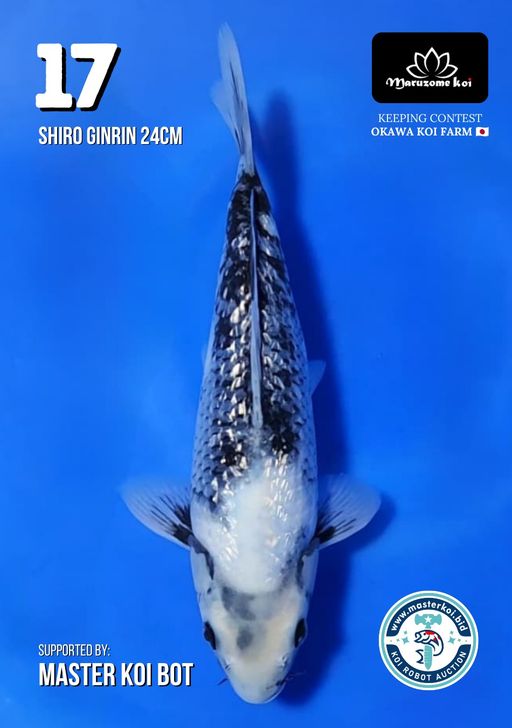 Lelang Koi Online, Jual Beli Ikan Koi, Pusat Jual Beli Koi, Info Lelang Koi Hari Ini, Platform Jual Beli Koi, Jual Beli Ikan Koi Online, Marketplace Ikan Koi, Jual Koi Terbaik, Tempat Beli Koi Berkualitas, Pasar Ikan Koi Online Terpercaya, Penjual Ikan Koi Terpercaya, Beli Koi Hias Online, Ikan Koi untuk Dijual, Koi Kualitas Terbaik, Toko Online Ikan Koi, Koi Hias Untuk Dijual, Jual Beli Ikan Koi Lokal, Koi Indonesia Online, Pusat Jual Beli Koi Terbesar
