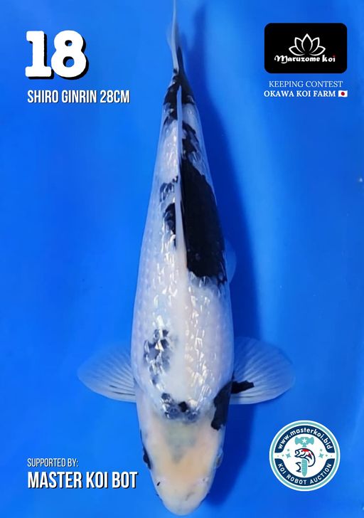 Lelang Koi Online, Jual Beli Ikan Koi, Pusat Jual Beli Koi, Info Lelang Koi Hari Ini, Platform Jual Beli Koi, Jual Beli Ikan Koi Online, Marketplace Ikan Koi, Jual Koi Terbaik, Tempat Beli Koi Berkualitas, Pasar Ikan Koi Online Terpercaya, Penjual Ikan Koi Terpercaya, Beli Koi Hias Online, Ikan Koi untuk Dijual, Koi Kualitas Terbaik, Toko Online Ikan Koi, Koi Hias Untuk Dijual, Jual Beli Ikan Koi Lokal, Koi Indonesia Online, Pusat Jual Beli Koi Terbesar