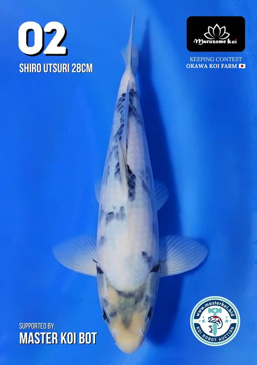 Lelang Koi Online, Jual Beli Ikan Koi, Pusat Jual Beli Koi, Info Lelang Koi Hari Ini, Platform Jual Beli Koi, Jual Beli Ikan Koi Online, Marketplace Ikan Koi, Jual Koi Terbaik, Tempat Beli Koi Berkualitas, Pasar Ikan Koi Online Terpercaya, Penjual Ikan Koi Terpercaya, Beli Koi Hias Online, Ikan Koi untuk Dijual, Koi Kualitas Terbaik, Toko Online Ikan Koi, Koi Hias Untuk Dijual, Jual Beli Ikan Koi Lokal, Koi Indonesia Online, Pusat Jual Beli Koi Terbesar