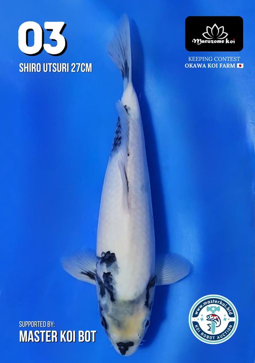 Lelang Koi Online, Jual Beli Ikan Koi, Pusat Jual Beli Koi, Info Lelang Koi Hari Ini, Platform Jual Beli Koi, Jual Beli Ikan Koi Online, Marketplace Ikan Koi, Jual Koi Terbaik, Tempat Beli Koi Berkualitas, Pasar Ikan Koi Online Terpercaya, Penjual Ikan Koi Terpercaya, Beli Koi Hias Online, Ikan Koi untuk Dijual, Koi Kualitas Terbaik, Toko Online Ikan Koi, Koi Hias Untuk Dijual, Jual Beli Ikan Koi Lokal, Koi Indonesia Online, Pusat Jual Beli Koi Terbesar