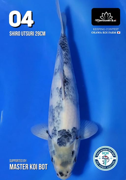 Lelang Koi Online, Jual Beli Ikan Koi, Pusat Jual Beli Koi, Info Lelang Koi Hari Ini, Platform Jual Beli Koi, Jual Beli Ikan Koi Online, Marketplace Ikan Koi, Jual Koi Terbaik, Tempat Beli Koi Berkualitas, Pasar Ikan Koi Online Terpercaya, Penjual Ikan Koi Terpercaya, Beli Koi Hias Online, Ikan Koi untuk Dijual, Koi Kualitas Terbaik, Toko Online Ikan Koi, Koi Hias Untuk Dijual, Jual Beli Ikan Koi Lokal, Koi Indonesia Online, Pusat Jual Beli Koi Terbesar