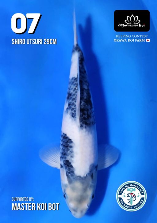 Lelang Koi Online, Jual Beli Ikan Koi, Pusat Jual Beli Koi, Info Lelang Koi Hari Ini, Platform Jual Beli Koi, Jual Beli Ikan Koi Online, Marketplace Ikan Koi, Jual Koi Terbaik, Tempat Beli Koi Berkualitas, Pasar Ikan Koi Online Terpercaya, Penjual Ikan Koi Terpercaya, Beli Koi Hias Online, Ikan Koi untuk Dijual, Koi Kualitas Terbaik, Toko Online Ikan Koi, Koi Hias Untuk Dijual, Jual Beli Ikan Koi Lokal, Koi Indonesia Online, Pusat Jual Beli Koi Terbesar