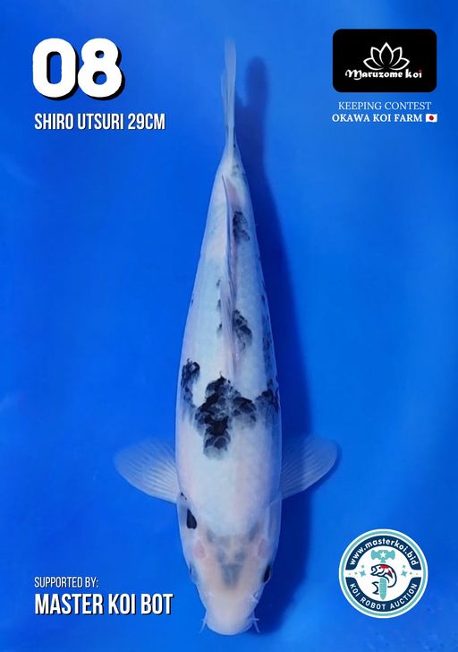 Lelang Koi Online, Jual Beli Ikan Koi, Pusat Jual Beli Koi, Info Lelang Koi Hari Ini, Platform Jual Beli Koi, Jual Beli Ikan Koi Online, Marketplace Ikan Koi, Jual Koi Terbaik, Tempat Beli Koi Berkualitas, Pasar Ikan Koi Online Terpercaya, Penjual Ikan Koi Terpercaya, Beli Koi Hias Online, Ikan Koi untuk Dijual, Koi Kualitas Terbaik, Toko Online Ikan Koi, Koi Hias Untuk Dijual, Jual Beli Ikan Koi Lokal, Koi Indonesia Online, Pusat Jual Beli Koi Terbesar