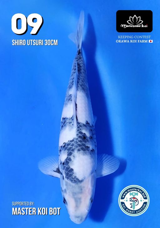 Lelang Koi Online, Jual Beli Ikan Koi, Pusat Jual Beli Koi, Info Lelang Koi Hari Ini, Platform Jual Beli Koi, Jual Beli Ikan Koi Online, Marketplace Ikan Koi, Jual Koi Terbaik, Tempat Beli Koi Berkualitas, Pasar Ikan Koi Online Terpercaya, Penjual Ikan Koi Terpercaya, Beli Koi Hias Online, Ikan Koi untuk Dijual, Koi Kualitas Terbaik, Toko Online Ikan Koi, Koi Hias Untuk Dijual, Jual Beli Ikan Koi Lokal, Koi Indonesia Online, Pusat Jual Beli Koi Terbesar